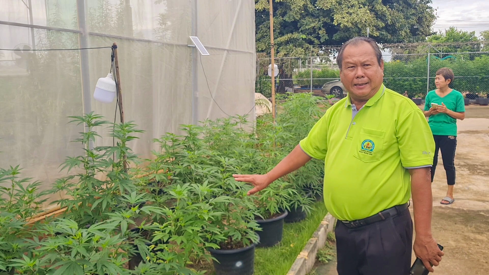 SMCE โคราช วอน รบ.นำกัญชากลับไปเป็นยาเสพติดตามเดิม