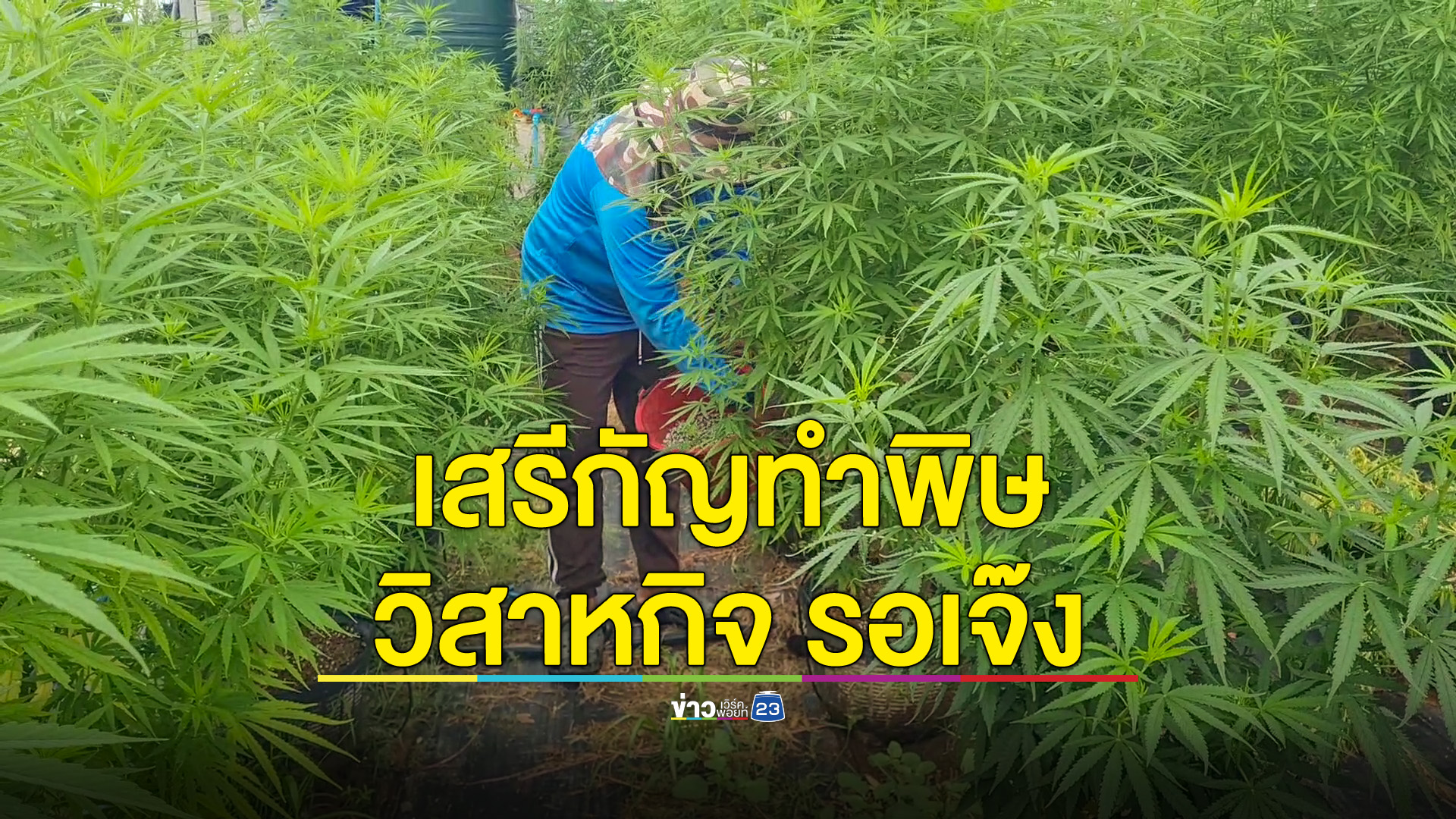 SMCE โคราช วอน รบ.นำกัญชากลับไปเป็นยาเสพติดตามเดิม