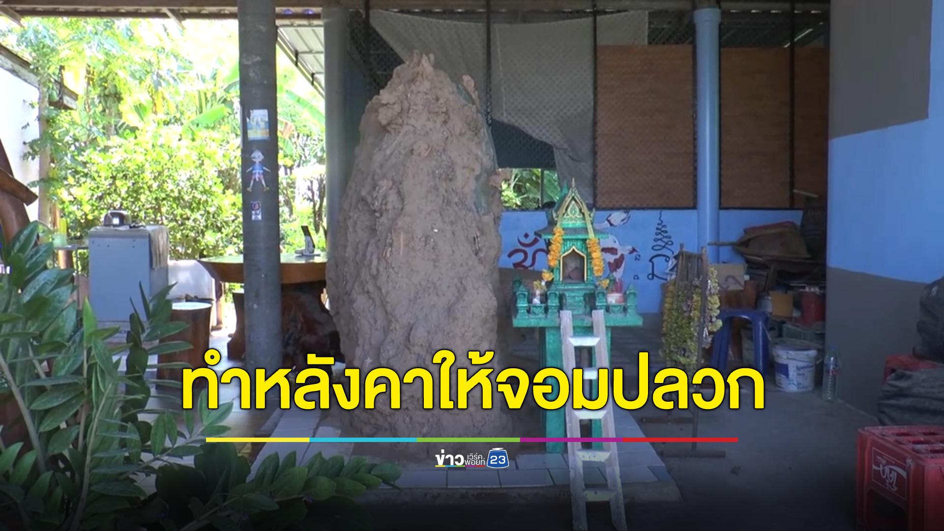ดูแลคุ้มครองกันมา 40 กว่าปี หนุ่มอ่างทองสร้างหลังคาให้จอมปลวก