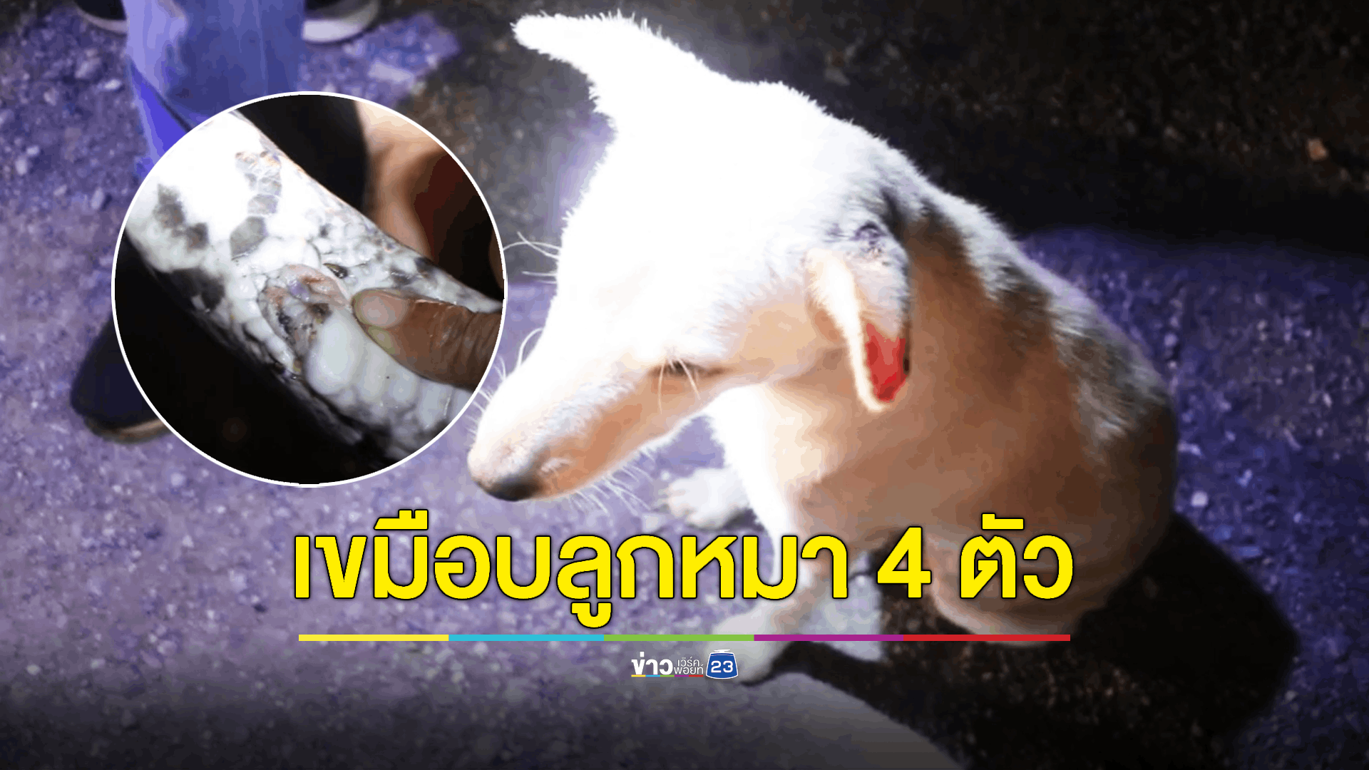 จับงูเหลือมแก่กินลูกหมาออกใหม่ 4 ตัว ที่ท้องพบเดือยขนาดใหญ่ เชื่อให้โชค