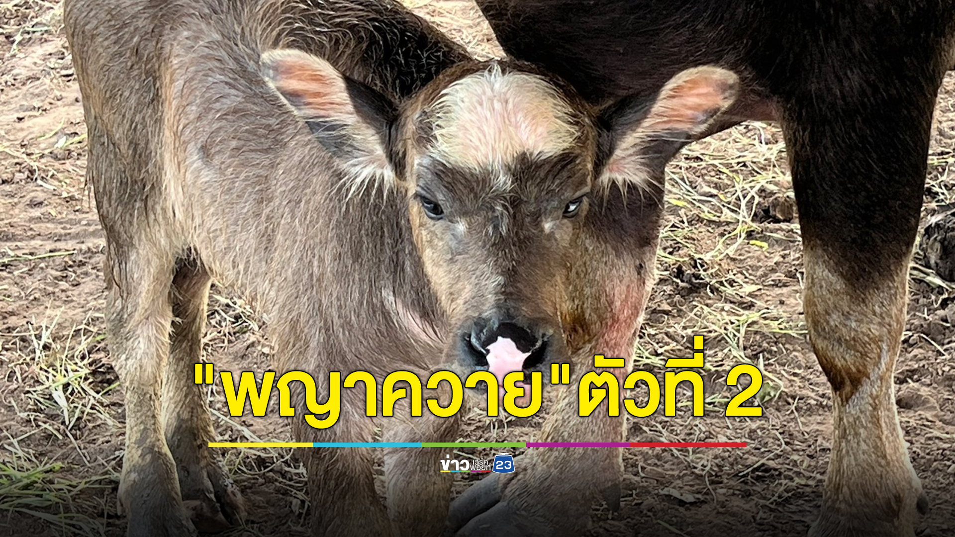 ส่องเวลาเกิด เจ้าของคอกควายสุดดีใจ ได้ลูกควายตามตำรา "พญาควาย" ปากคาบแก้วในตาเพชร 2 ครั้งติด