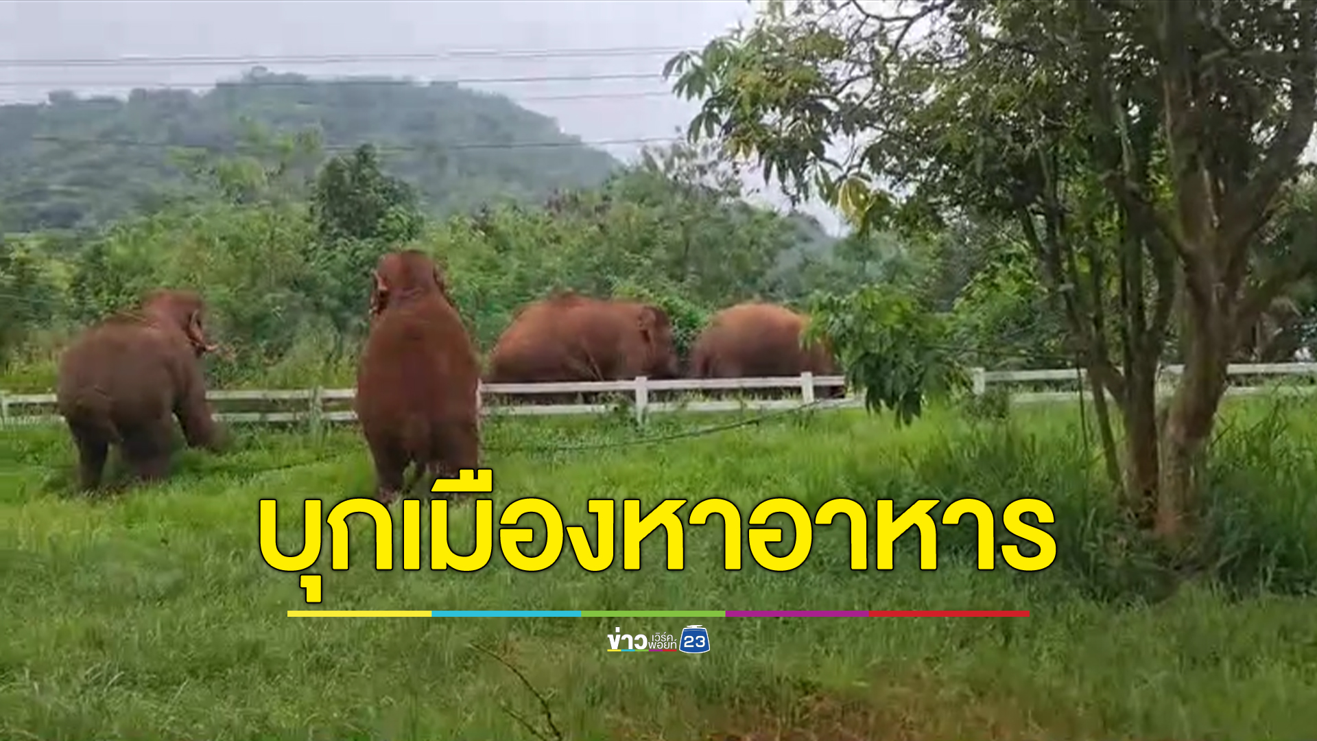 ระทึก! 5 ช้างป่าบุกเขตเมืองหาอาหาร