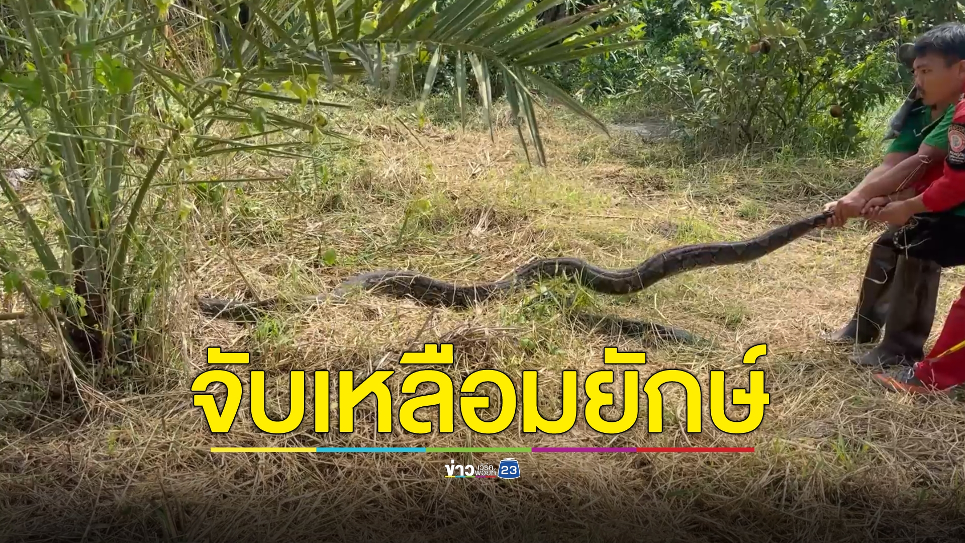 กู้ภัยผงะ! จับงูเหลือมไซส์ยักษ์ 5 เมตร