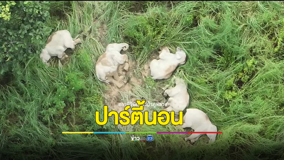 น่ารักน่าเอ็นดู! 5 ช้างป่า ไม่เจอกันนานถึง 81 วัน เมื่อเจอกันแล้วนอนฉลองกันหน่อย