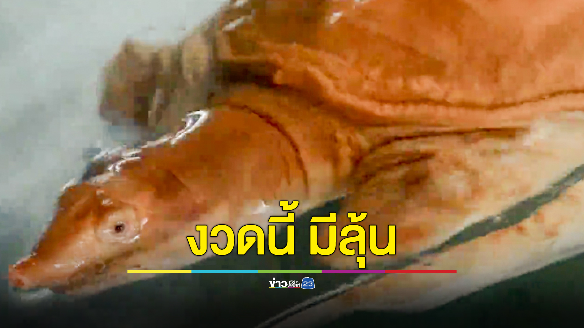 ฮือฮา!ตะพาบน้ำสีทอง เจ้าของระบุซื้อไว้เผื่อโชคดีมีลาภ