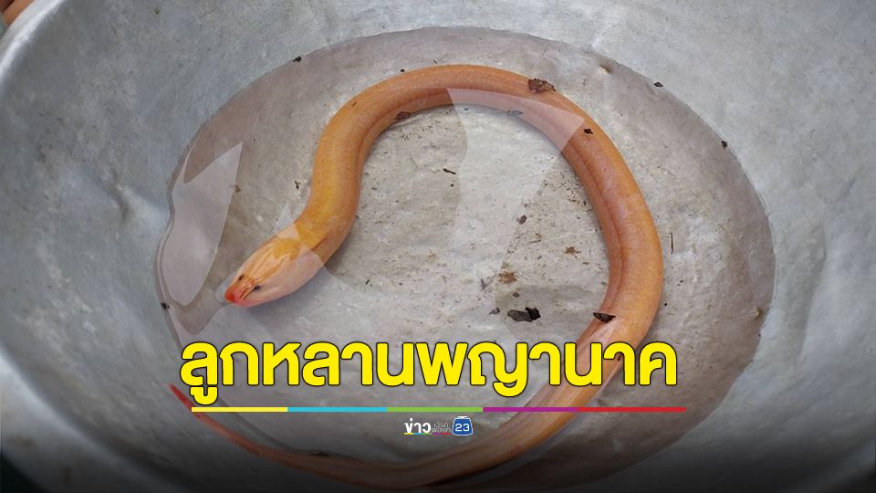คอหวยแตกตื่นปลาไหลทองปากแดงลูกหลานพญานาคมาให้โชค