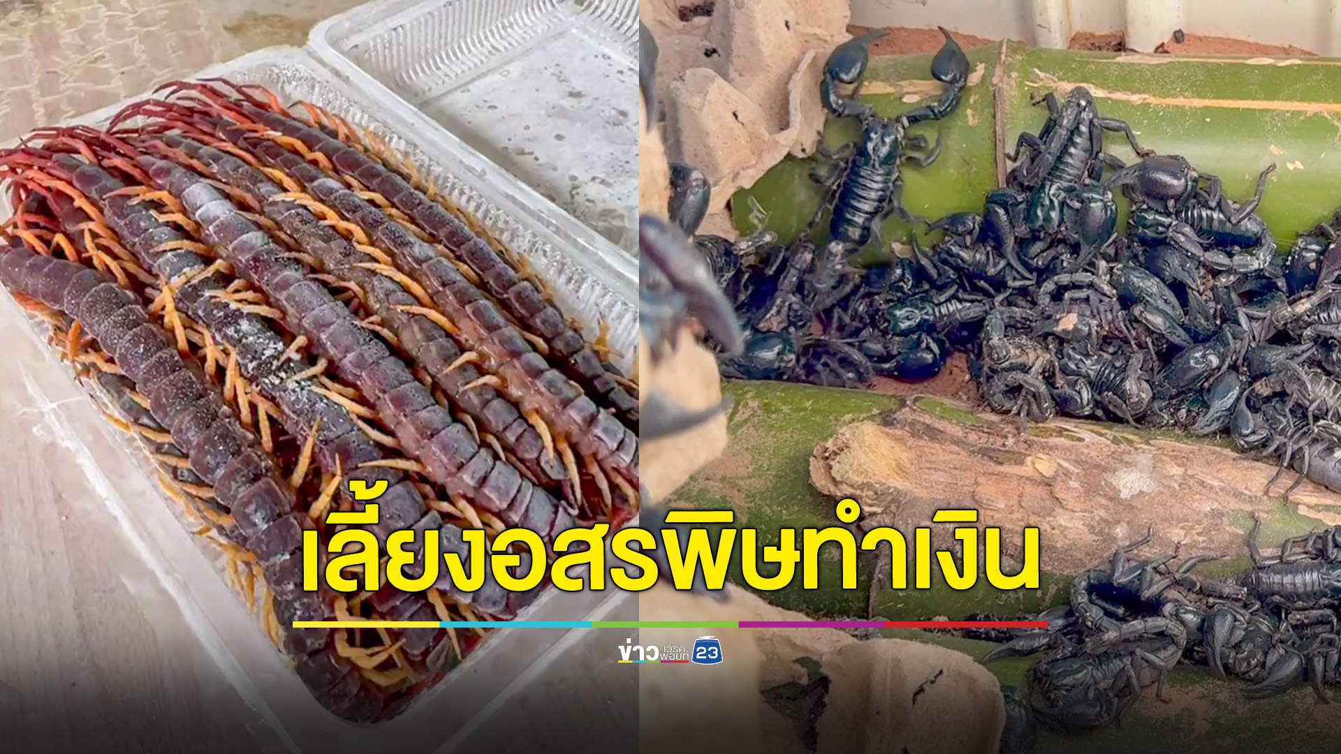 เลี้ยงแมงป่องและตะขาบขายรายได้ดีเดือนละ 30,000-50,000 บาท ส่งขายต่างประเทศ