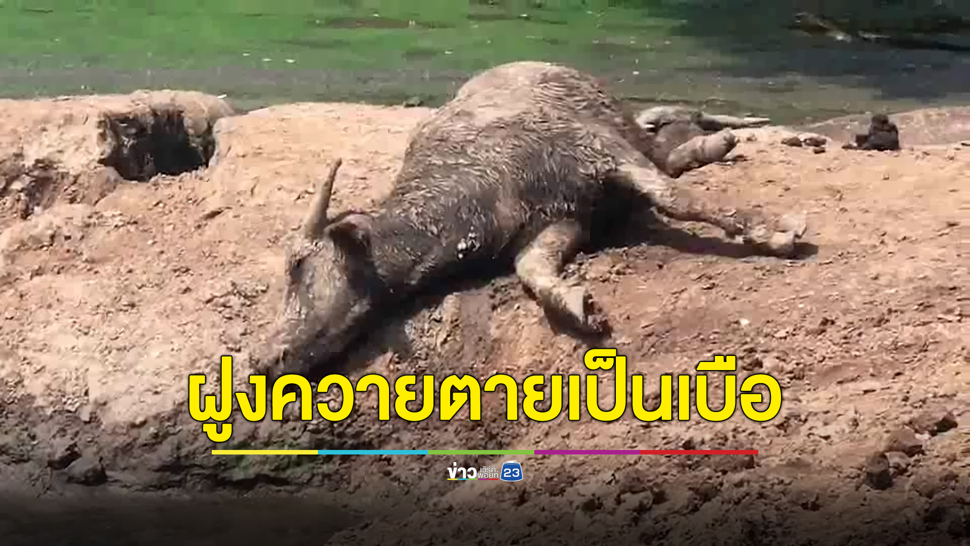 ควายป่วยตาย 18 ตัว ปศุสัตว์เร่งลงตรวจสอบสาเหตุ