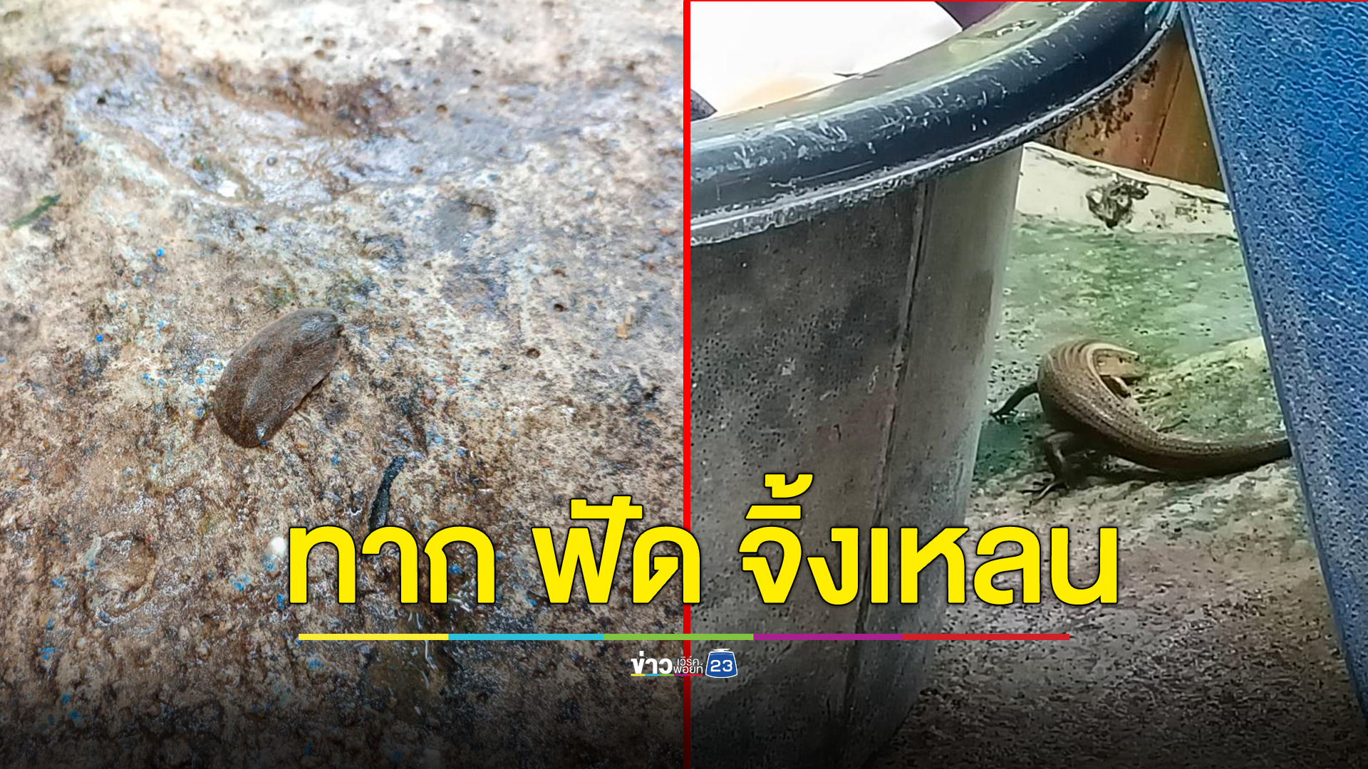ศึกเดือด! จิ้งเหลนปะทะตัวทาก