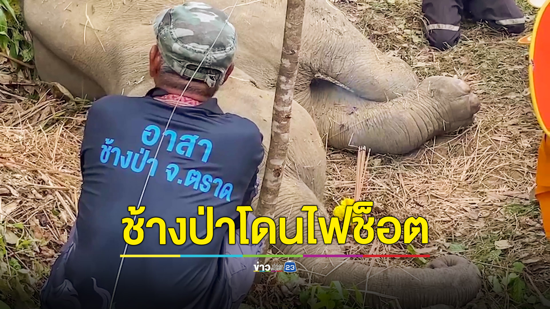 สลด! ช้างป่าถูกไฟฟ้าชาวบ้านช็อตตายอนาถ ช้างป่าทั้งโขลงอาลัย