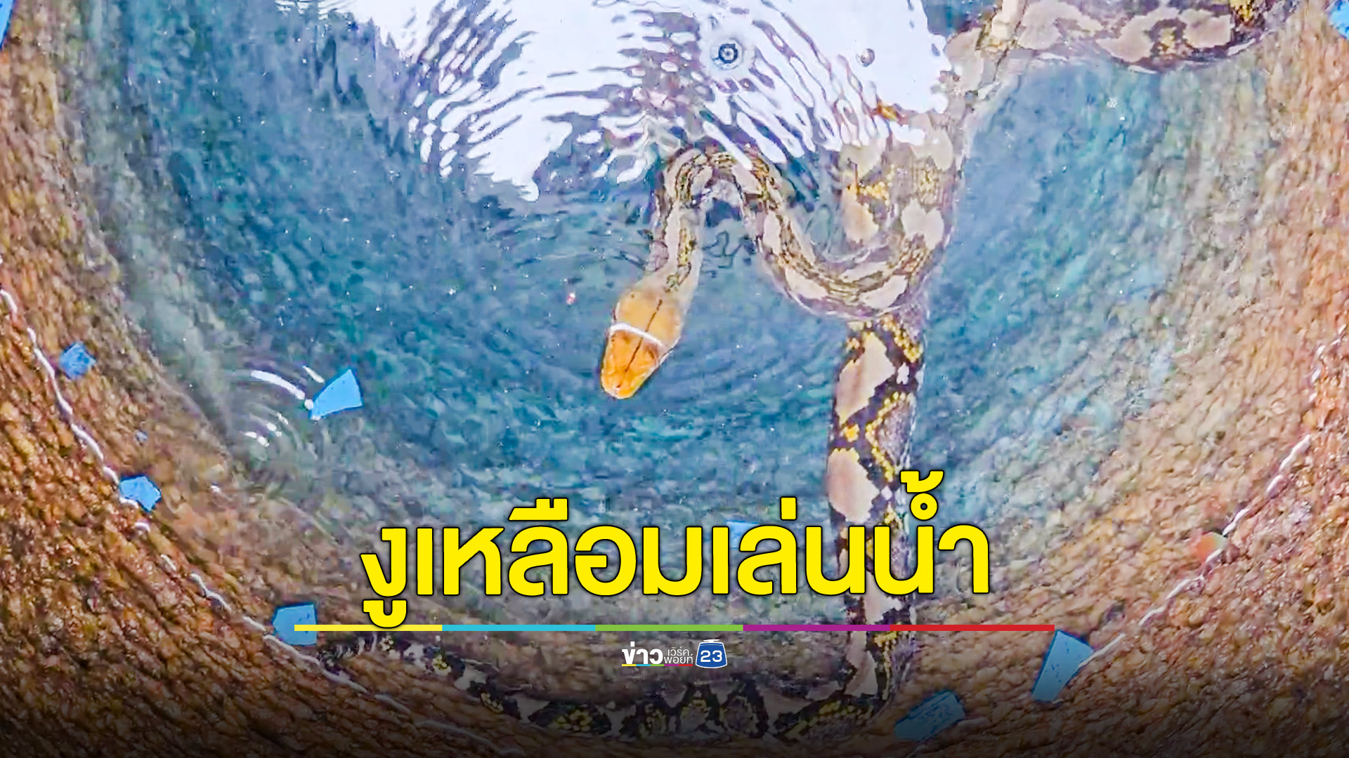 คอหวยส่องเลขเด็ด! งูเหลือม 4 เมตร เล่นน้ำในบ่อบาดาล
