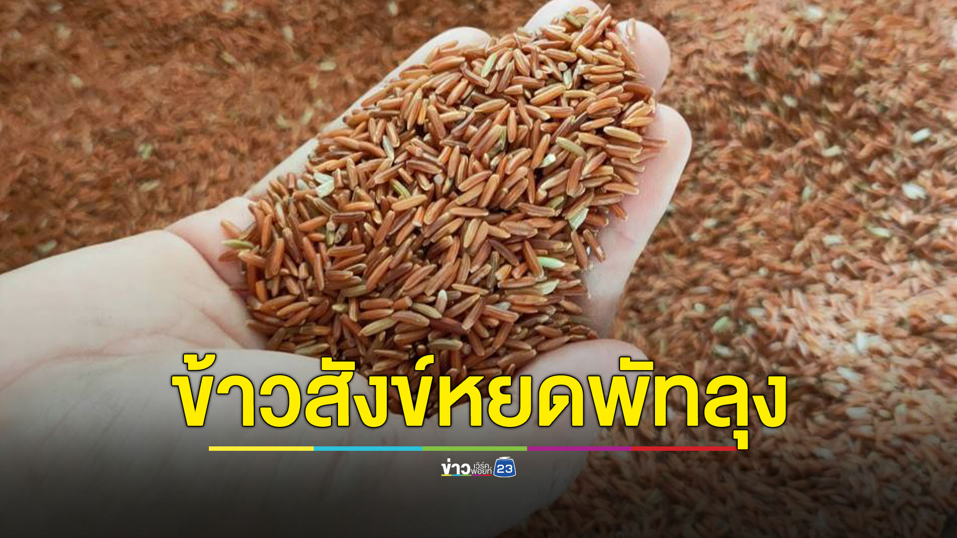 ข้าวสังข์หยดอินทรีย์พัทลุง คาดได้ GI ปี 67