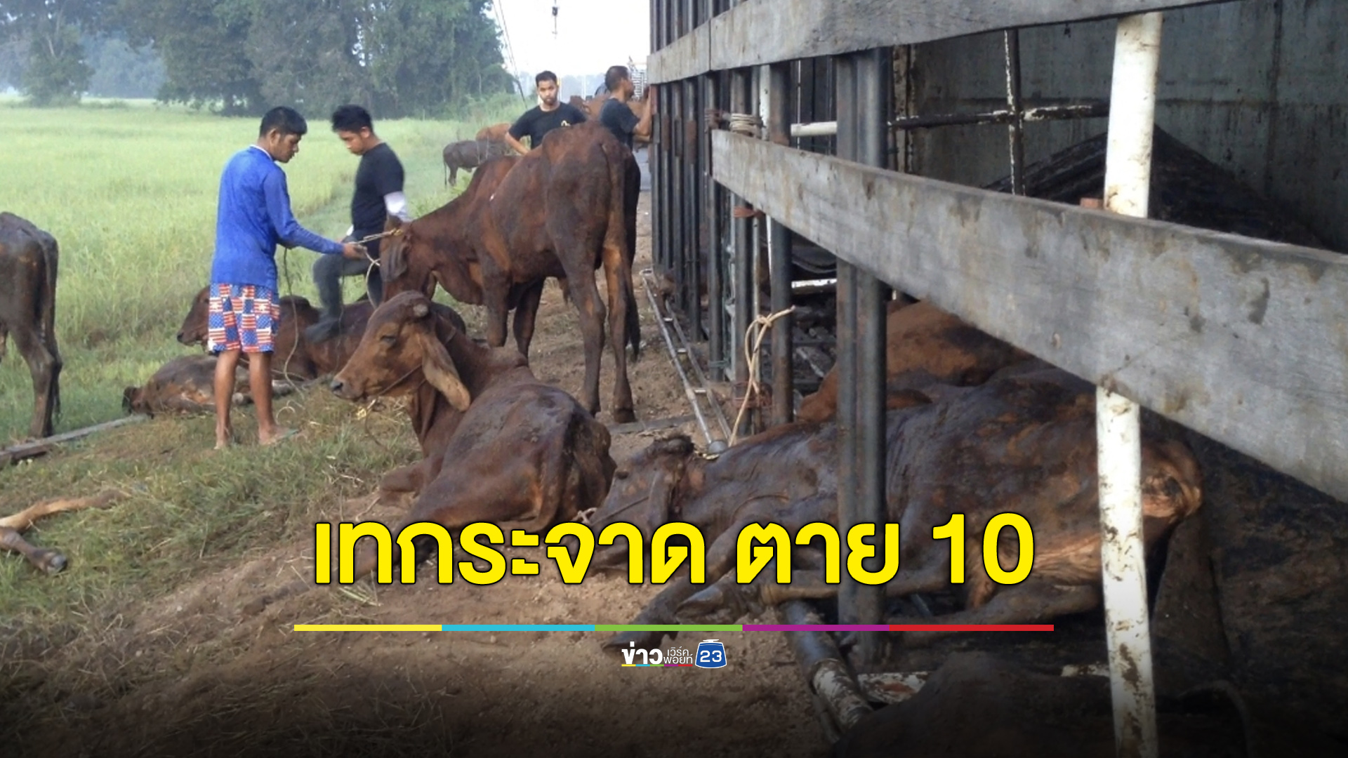 รถบรรทุกวัวเทกระจาด ตาย 10 เจ็บอีกเพียบ