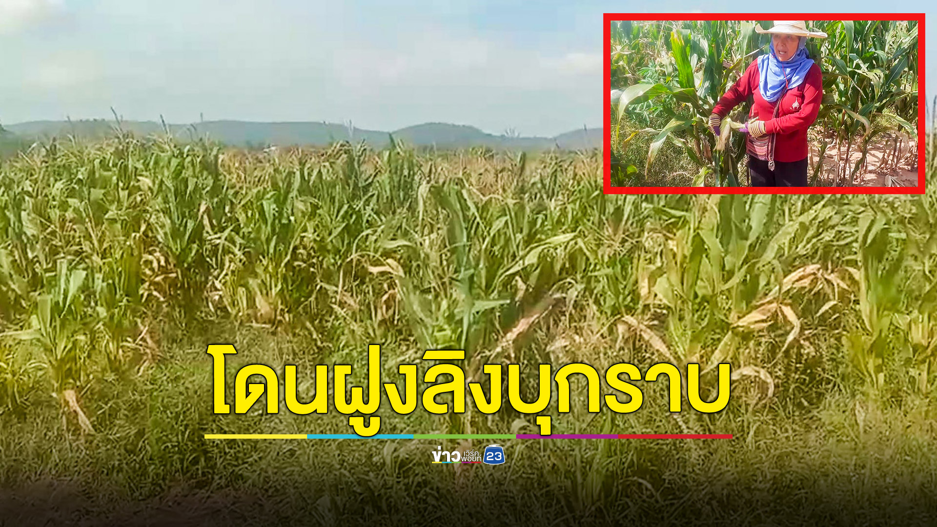 ชาวไร่เดือดร้อนหนัก ฝูงลิงเเสมนับพันตัวบุกกินพืชผลทางการเกษตรเสียหายกว่า 100 ไร่