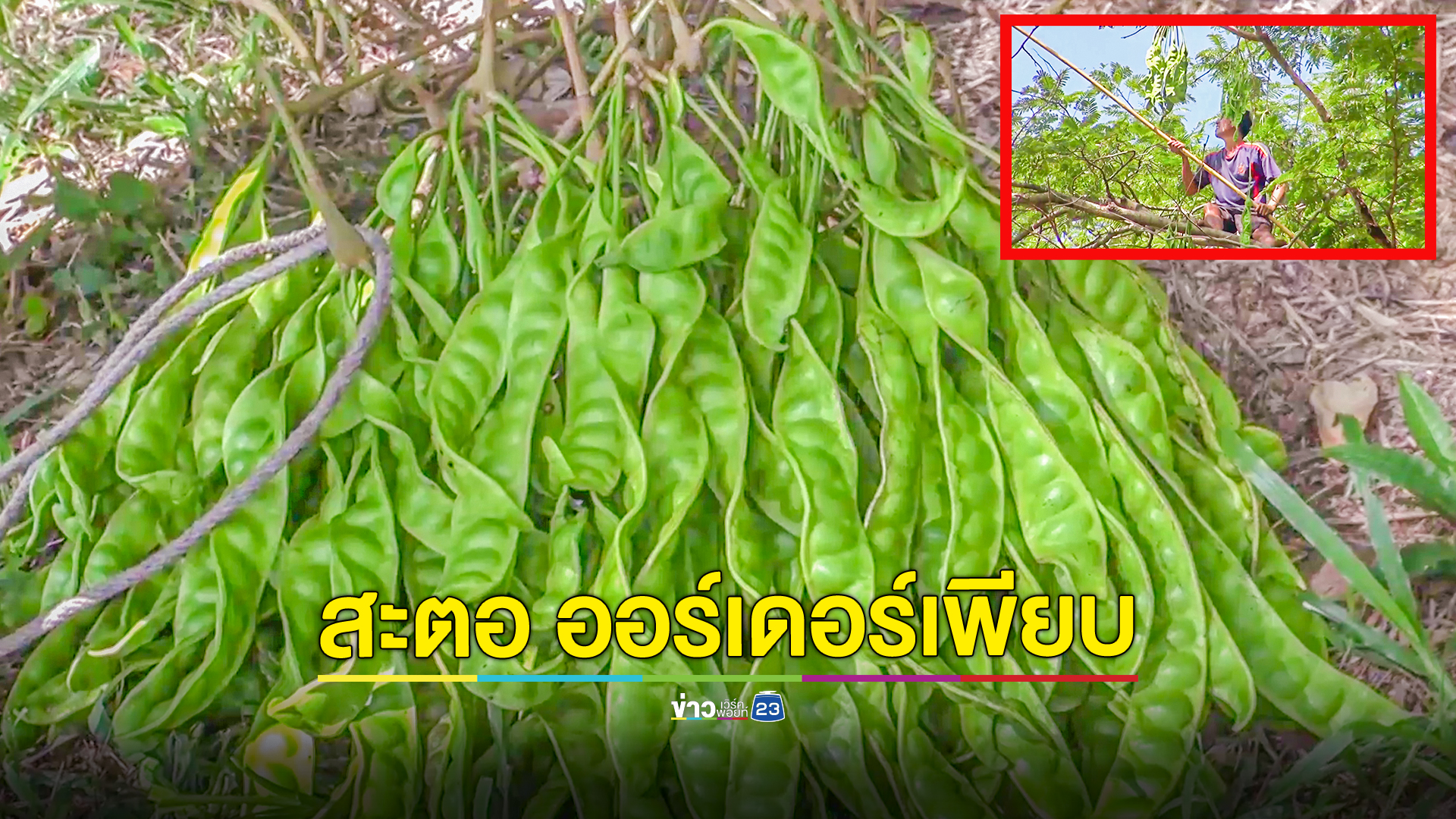 สะตอเดือนสิบแดนใต้ขายดิบขายดี