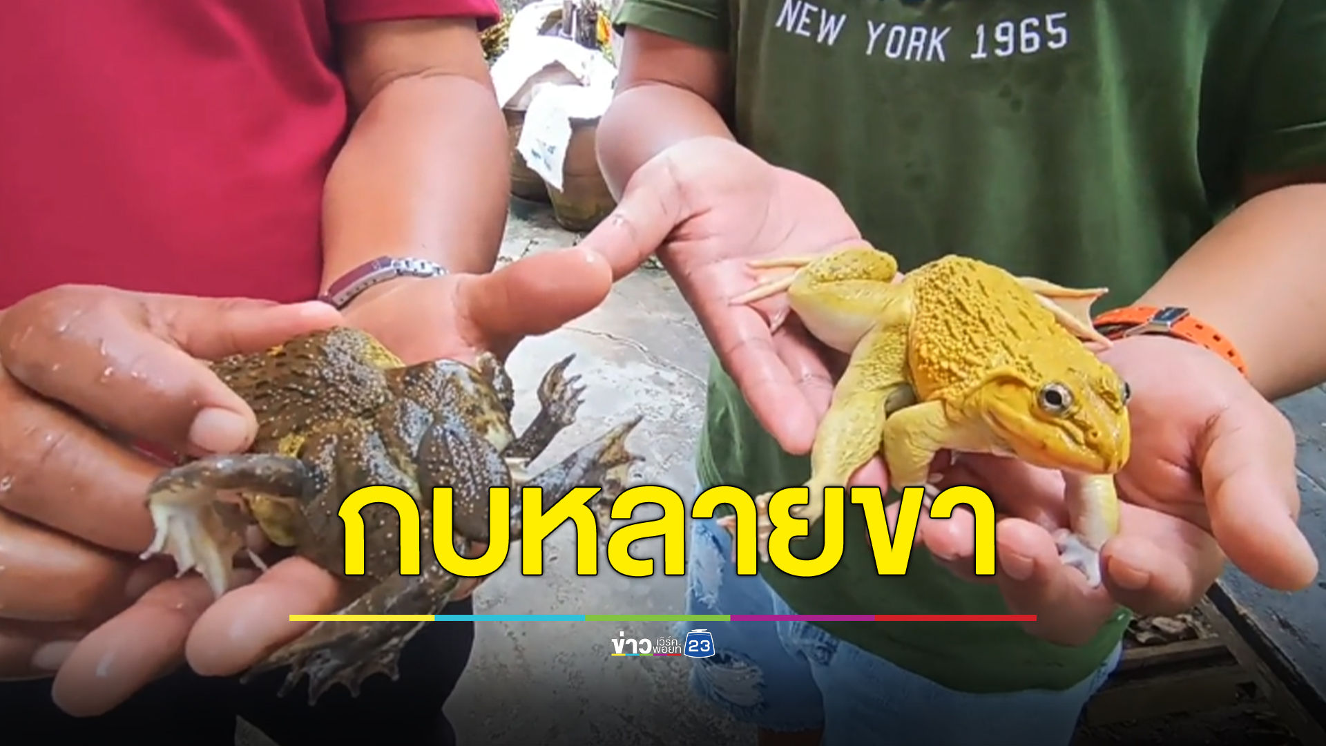 ส่องเลขเด็ดกบ 2 ตัว มีหลายขามาก
