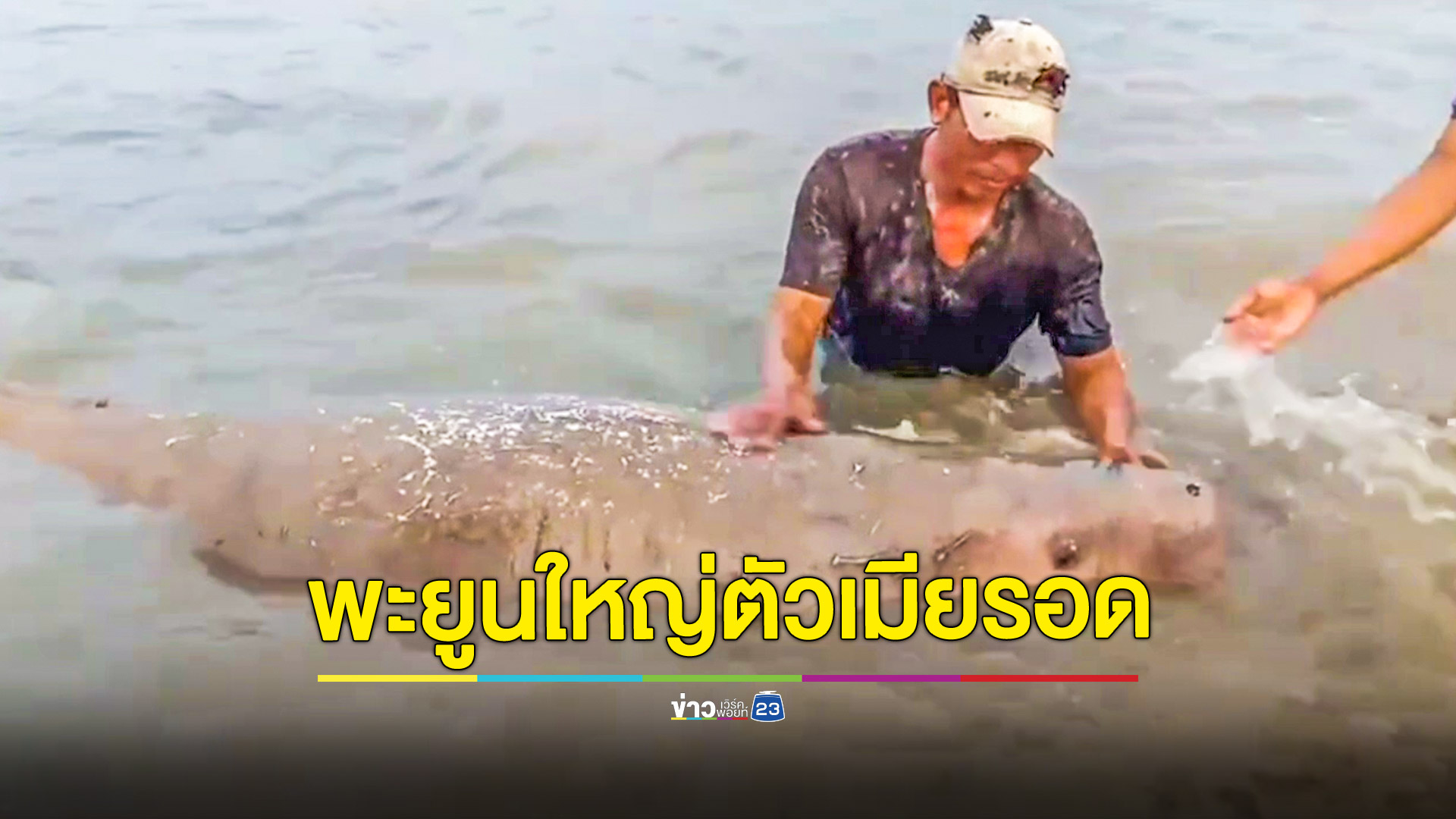พะยูนขนาดใหญ่เกยตื้นริมหาด คาดหากินเพลินน้ำลดลงทะเลไม่ทัน