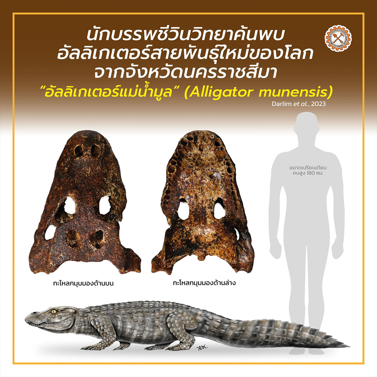 ไทยพบ 'อัลลิเกเตอร์' อายุ 2.3 แสนปี ชนิดใหม่ของโลก