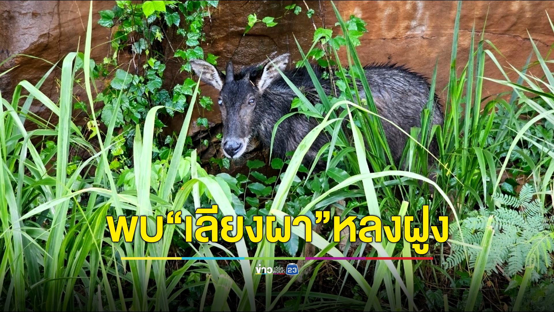 เปิดภาพหาชมยาก"เลียงผา" สัตว์ป่าสงวนใกล้สูญพันธุ์ หลุดฝูงเดินอยู่ริมถนนโคราช