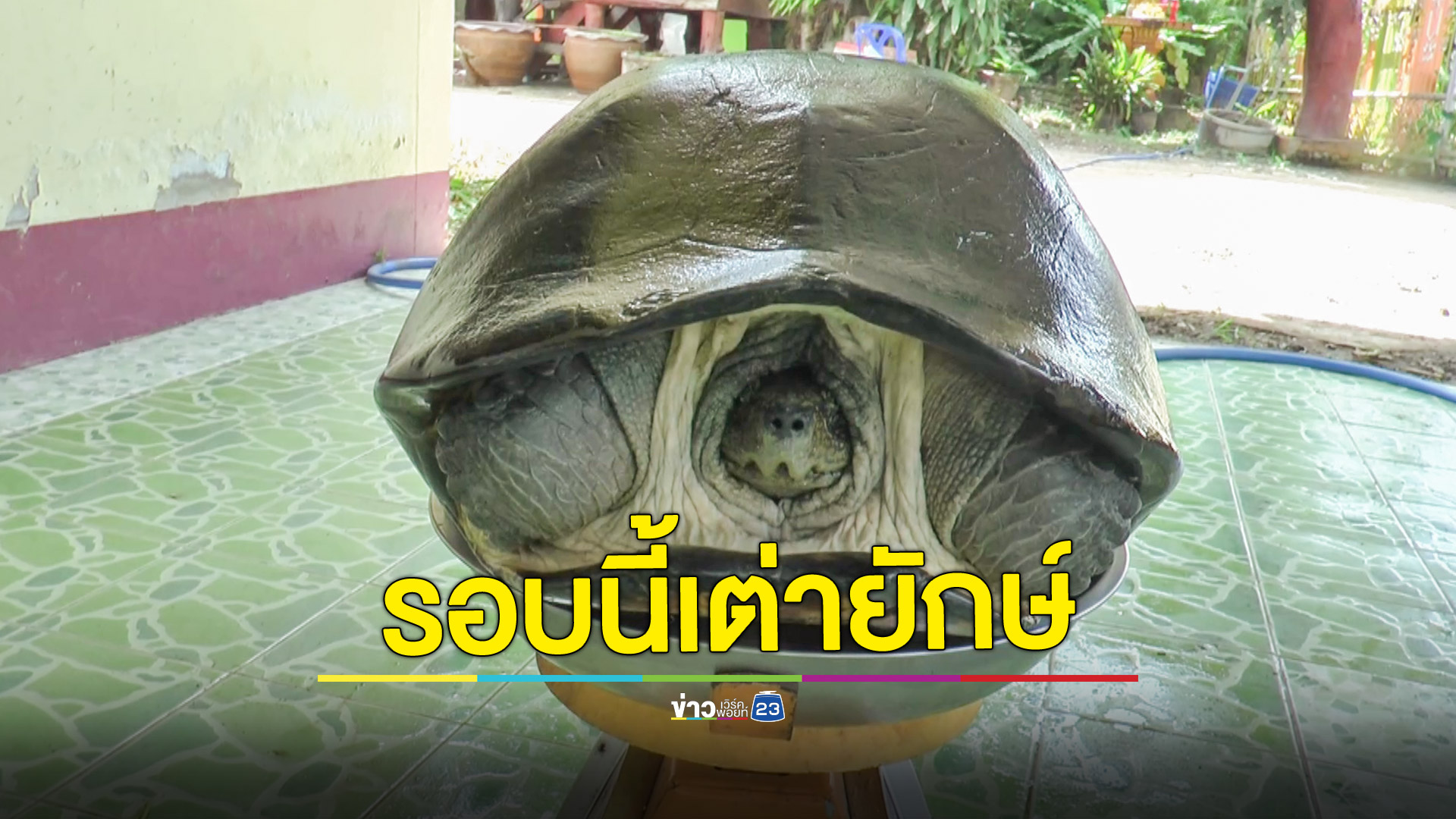 สุดปัง!รับโชคตะพาบน้ำสีทองแล้วงวดนี้ลุ้นเต่ายักษ์