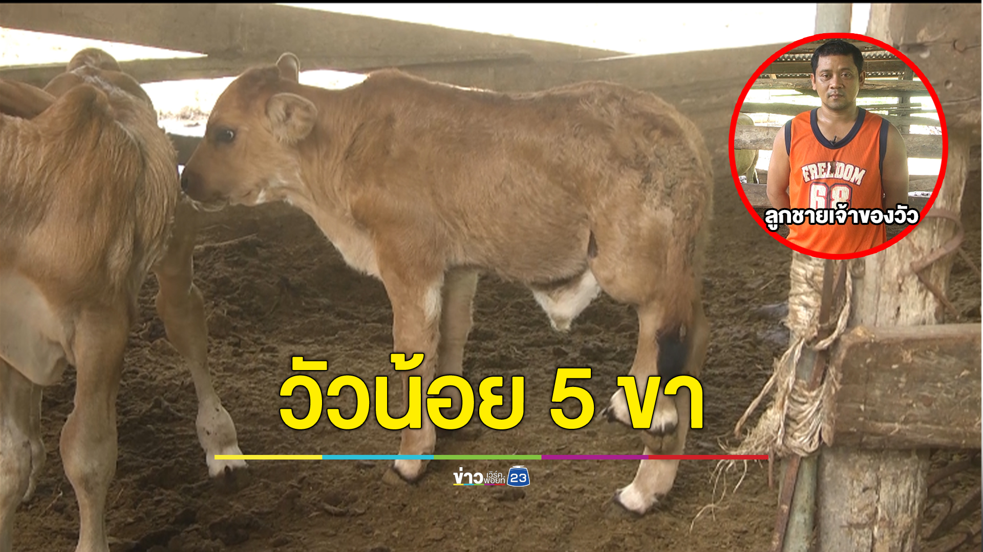 วัวเกิดใหม่มี 5 ขา เชื่อจะมาให้โชคชาวบ้าน