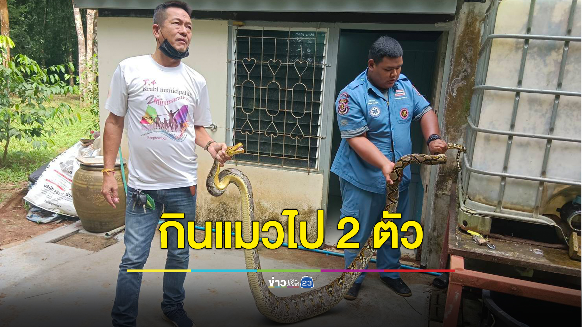 เข่าแทบทรุด สาวกระบี่เจองูเหลือมนอนตัวอ้วนในห้องน้ำ คาดเพิ่งกินแมวไป 2 ตัว