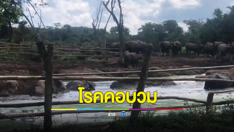 ปศุสัตว์ผ่าพิสูจน์ซากควาย สาเหตุการตายคาดเกิดจากโรคคอบวมหรือการได้รับสารพิษ
