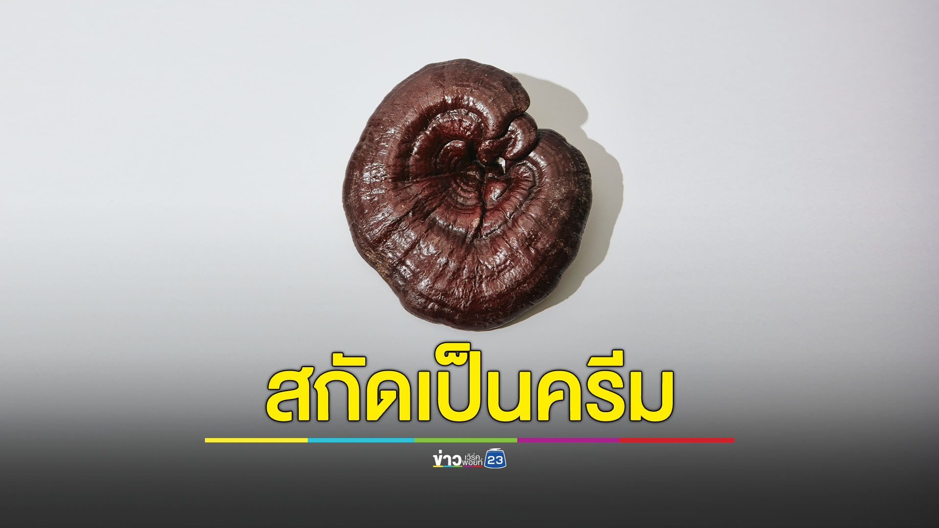 จากเห็ดหลินจือสู่ครีมลดเซลลูไลท์