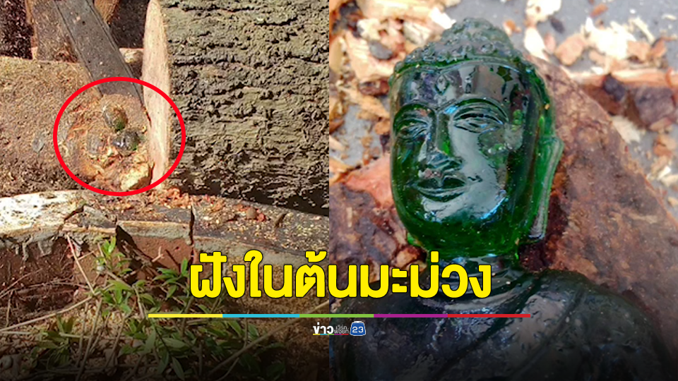 ฮือฮา! พระตัดต้นมะม่วงใหญ่เคลียร์ภูมิทัศภายในวัดเจอพระแก้วมรกตฝังในต้นมะม่วง