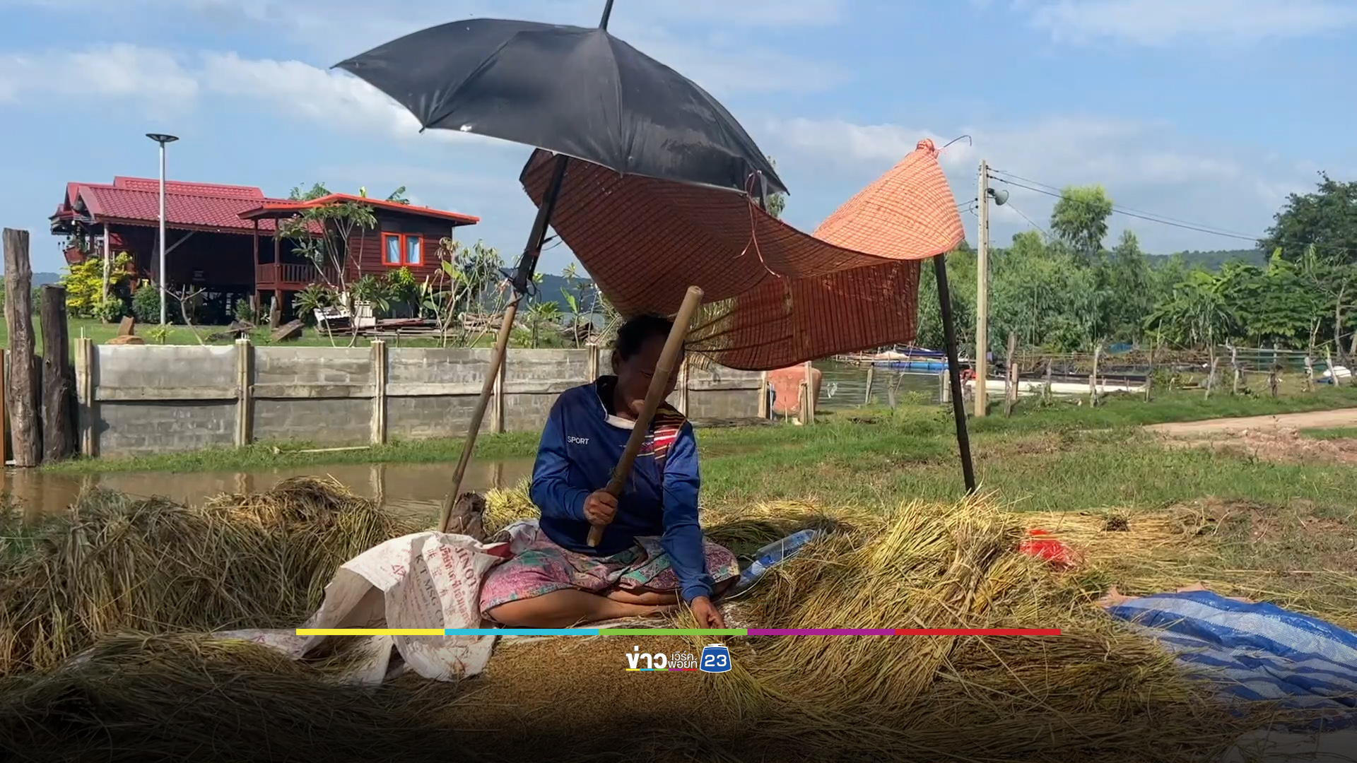ชาวนาเร่งเกี่ยวข้าวหนีน้ำ หลังเขื่อนอุบลรัตน์ใกล้เต็ม
