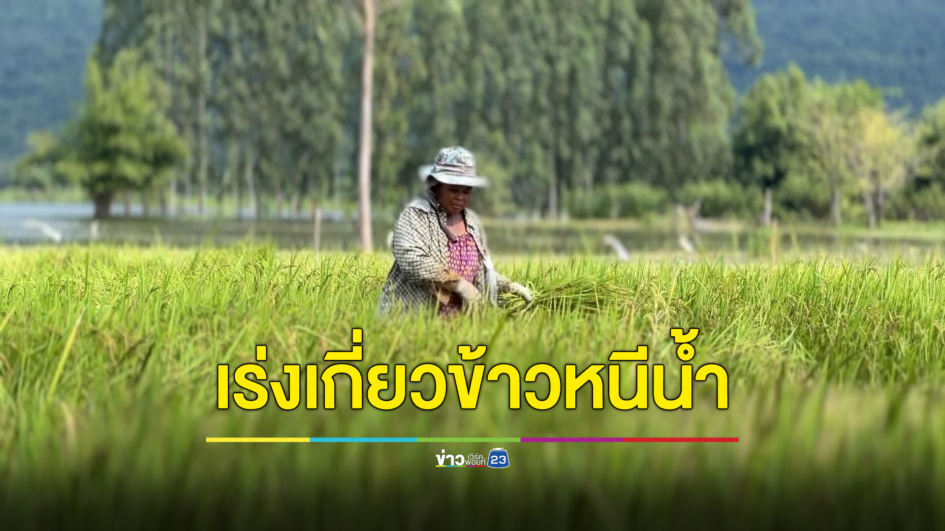 ชาวนาเร่งเกี่ยวข้าวหนีน้ำ หลังเขื่อนอุบลรัตน์ใกล้เต็ม