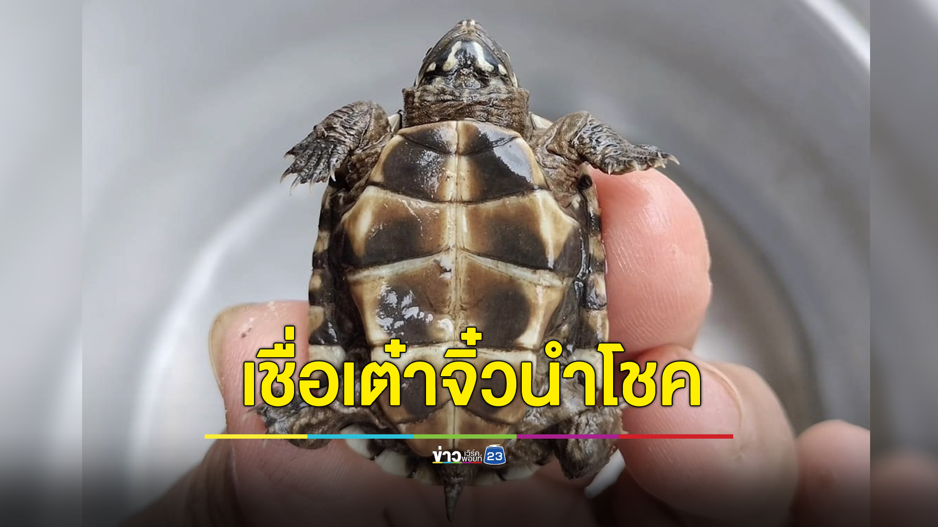 เจ้าของบ้านงงเจอเต่าน้อยบุก เชื่อมาให้โชค