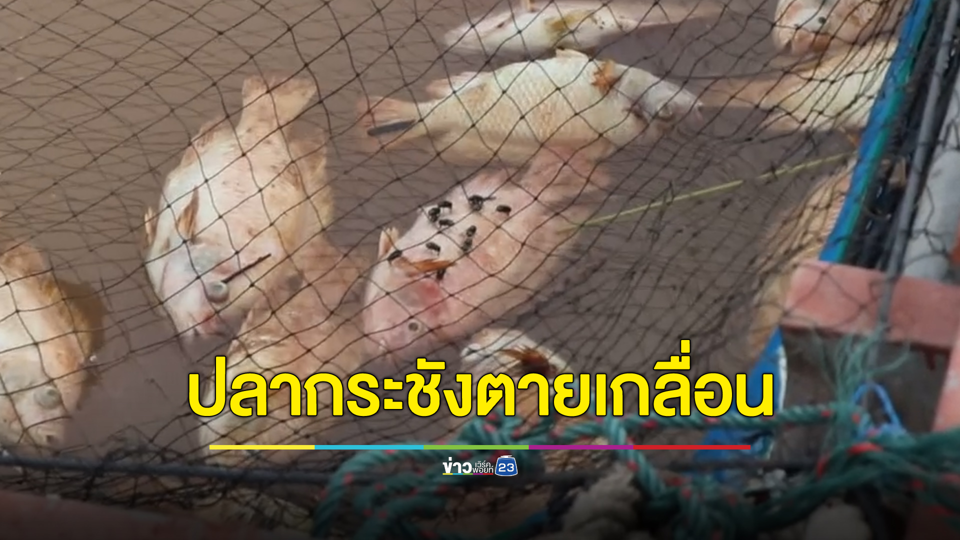 เจ้าพระยาไหลแรง ปลากระชังน็อกน้ำตายเกลื่อน