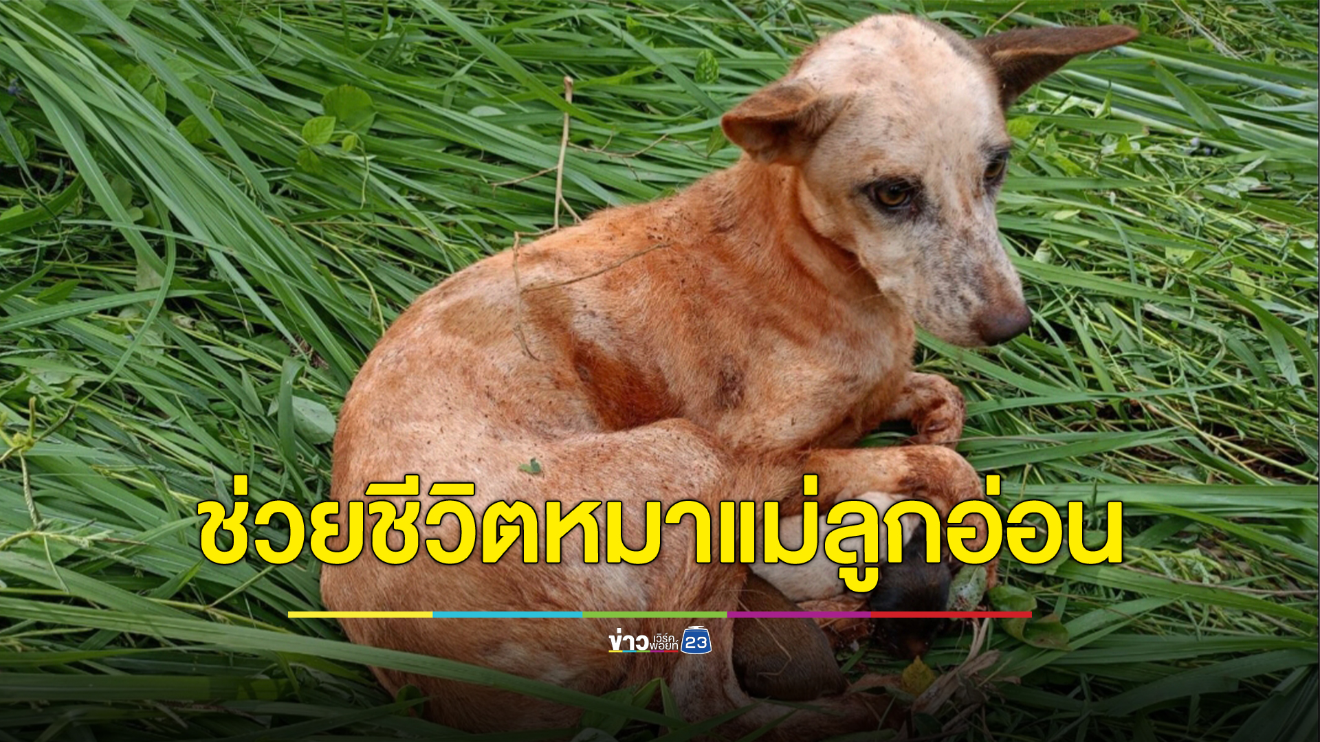 กู้ภัยฯ โรยตัวลงไปช่วยสุนัขแม่ลูกอ่อน คลอดลูกในบ่อน้ำร้างลึก 20 เมตร