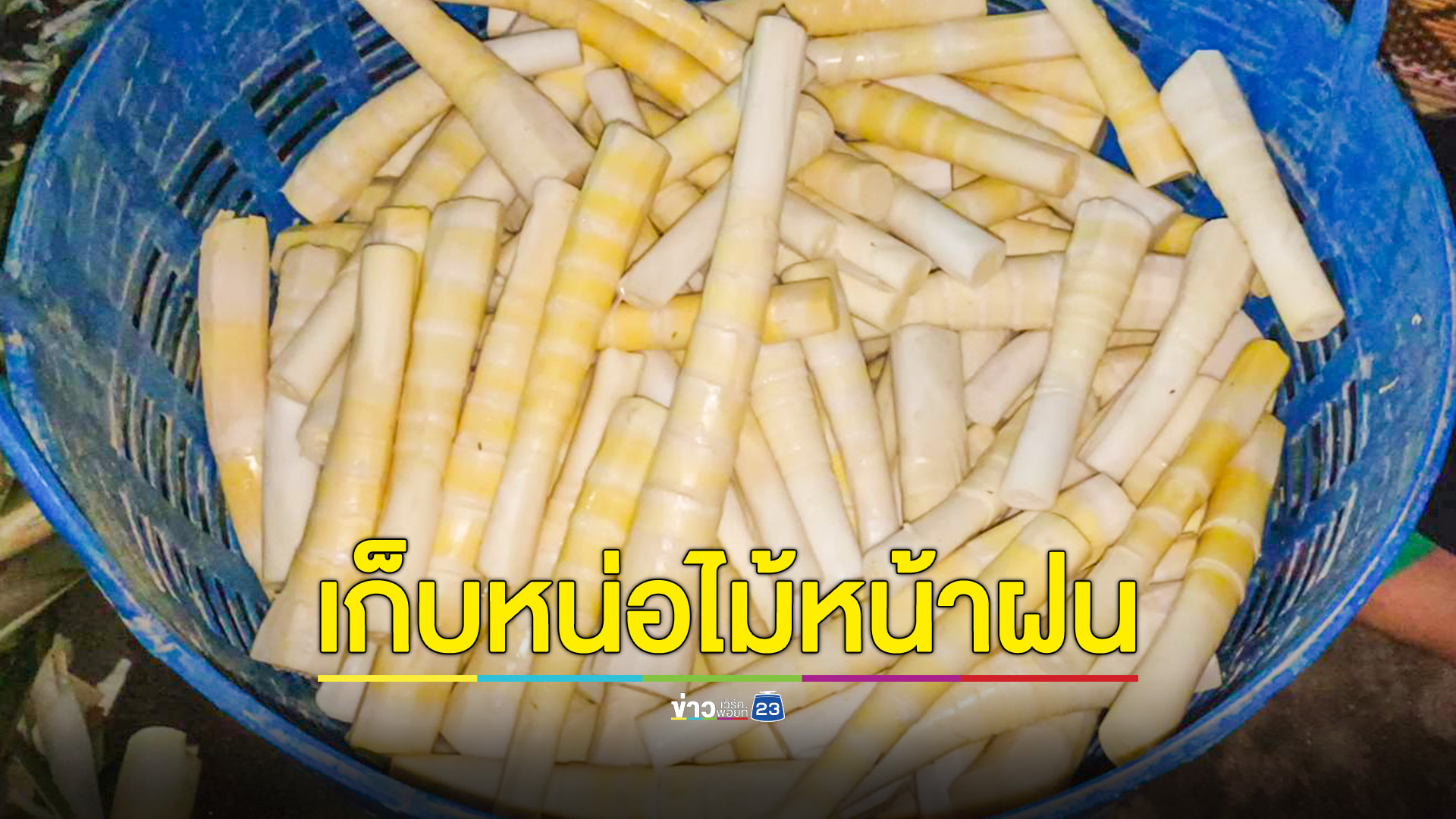 หน้าฝนเข้าป่าหาหน่อไม้ขาย รายได้งาม ทำเงินวันล่ะ 500-1,000บาท