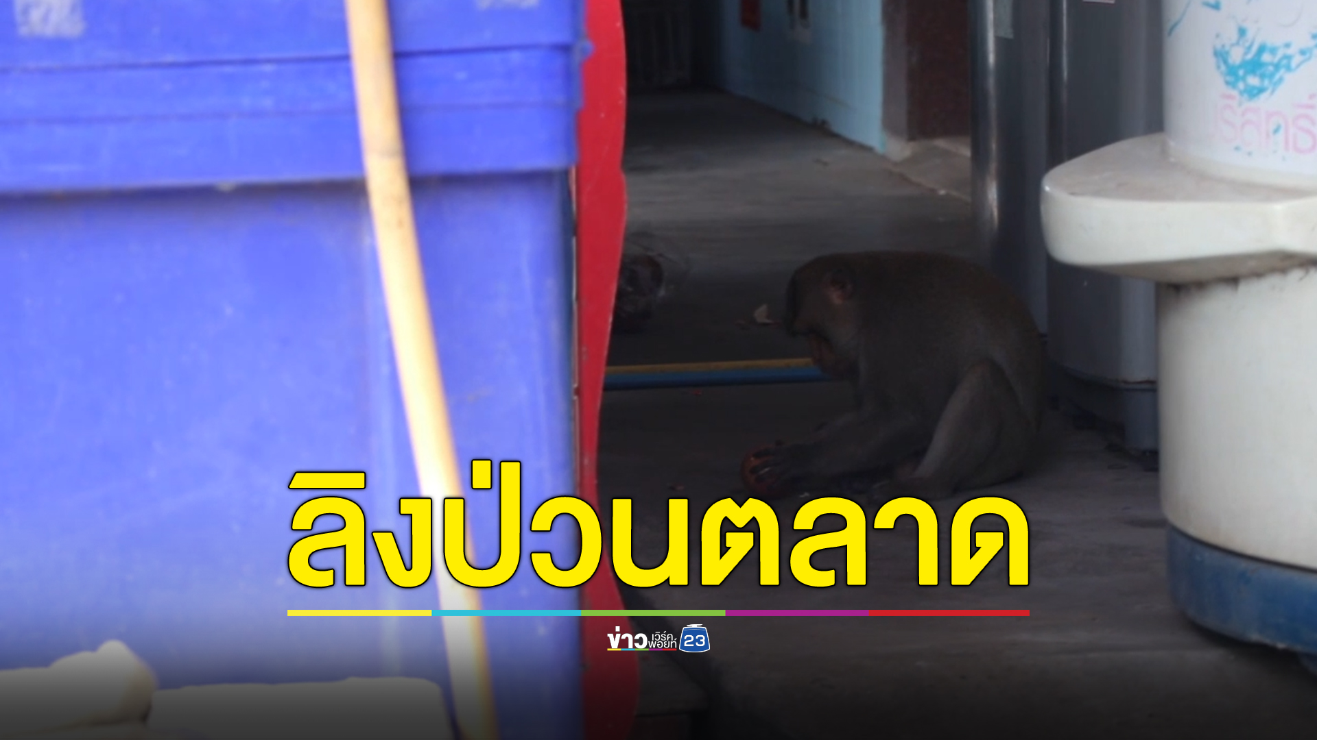 ลิงกังป่วนตลาด บุกหยิบของกินสบายใจ