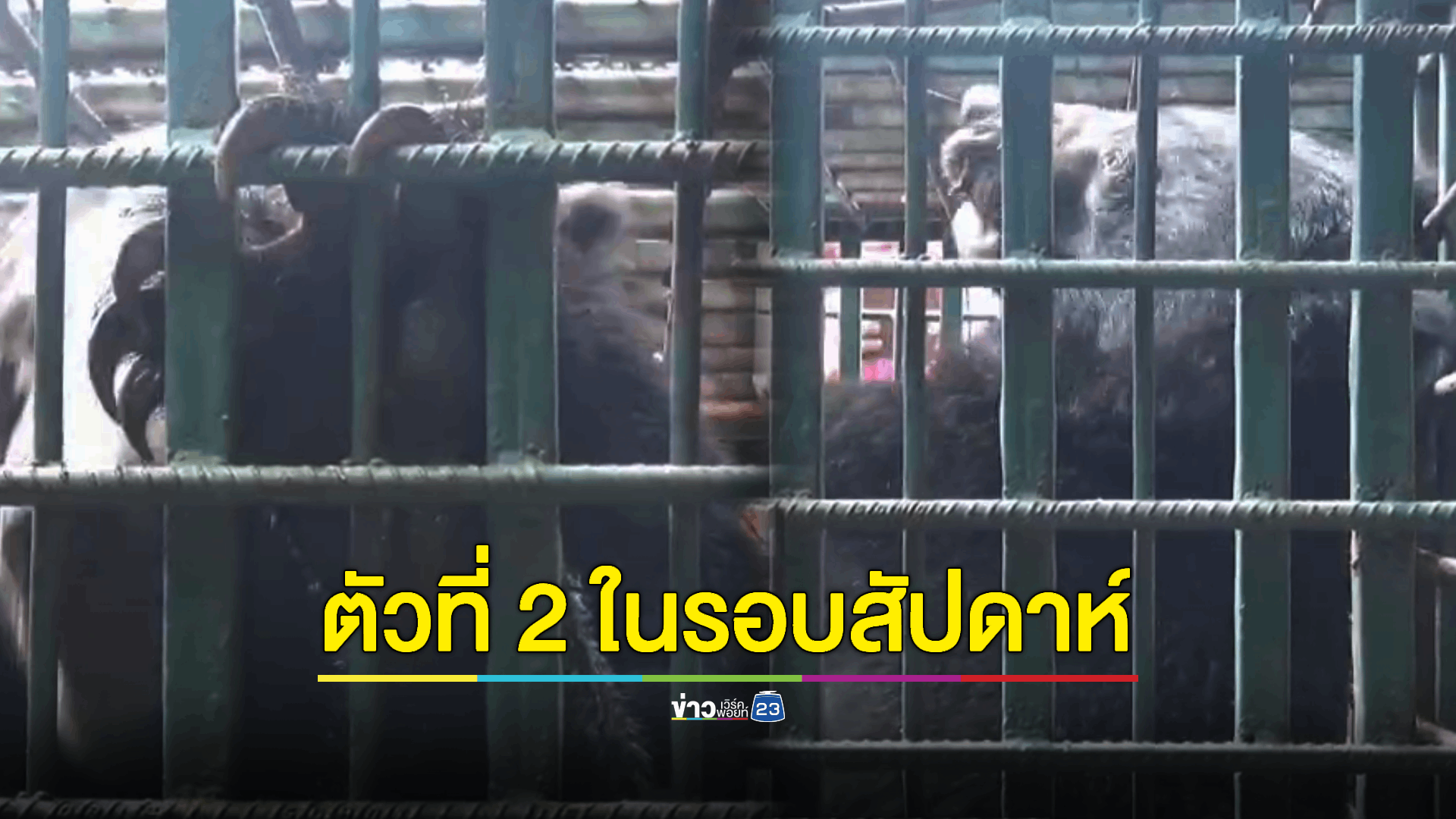 ชาวบ้านผวาหนัก! หมีควายบุกสวน 2 ตัว ใน 1 สัปดาห์