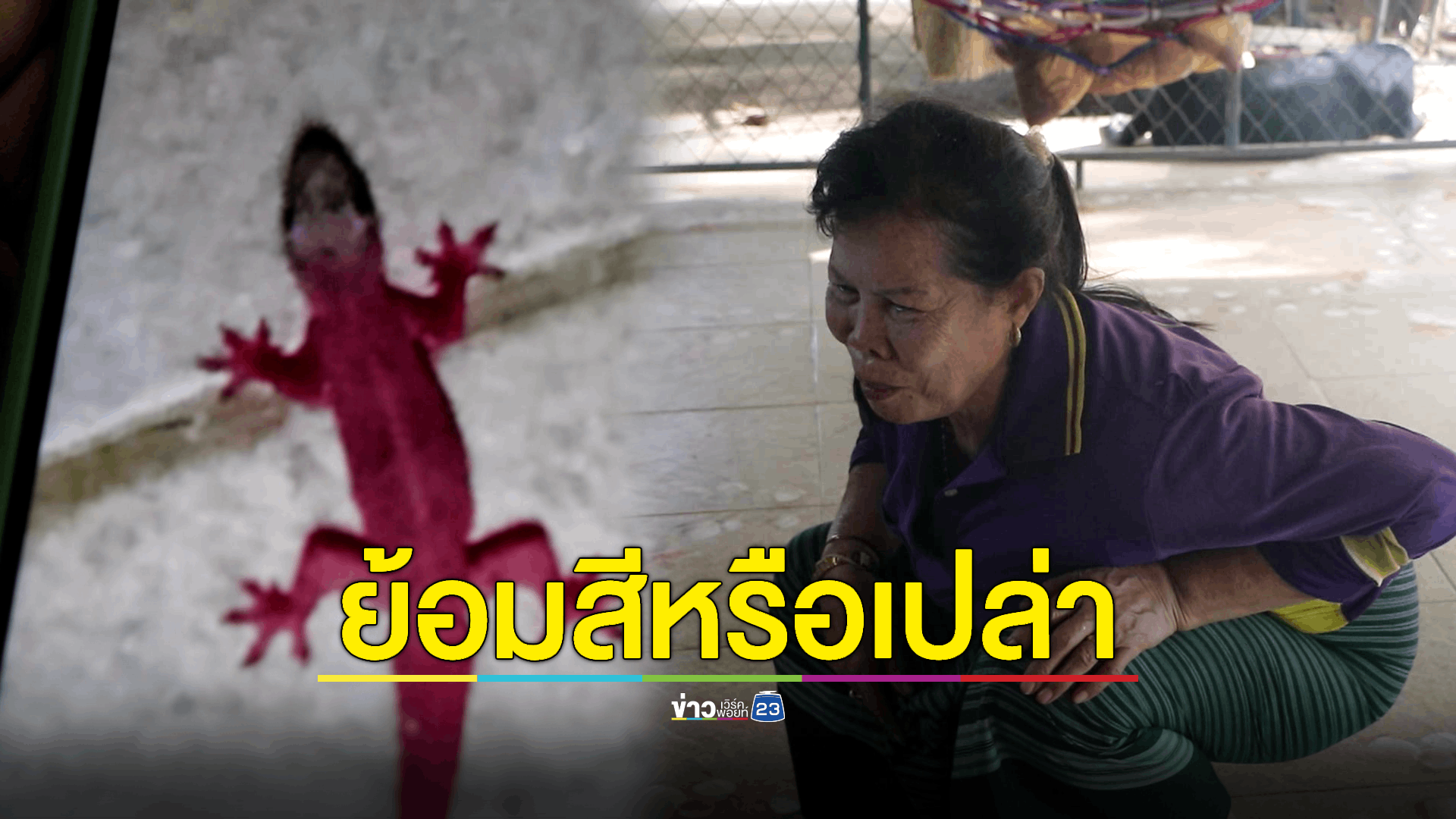 ฮือฮา! เจอจิ้งจกสีชมพู ซุกโซฟา เจ้าของบ้านไม่เคยเห็น เชื่อน่าจะเป็นจิ้งจกให้โชค