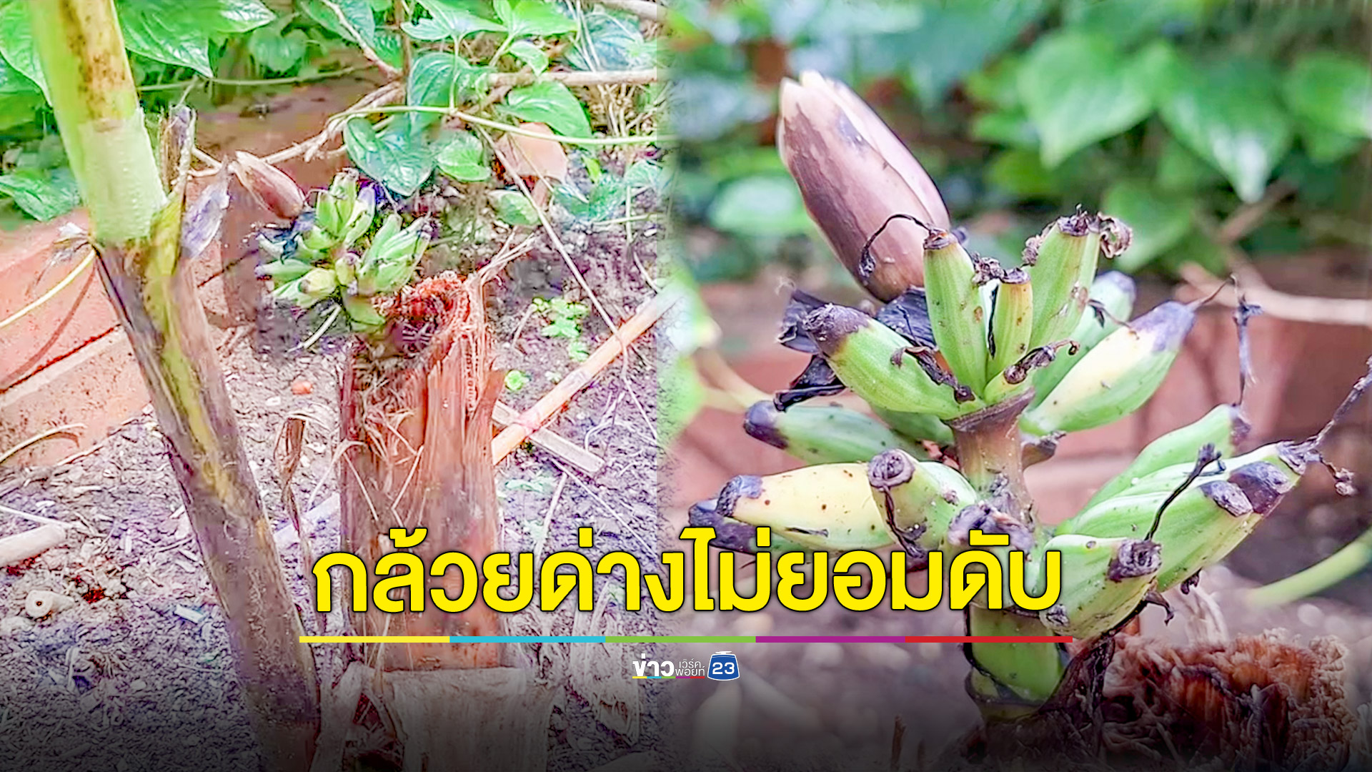 กล้วยด่างพันธุ์ดีพายุพัดหักถึงโคน ออกลูกและหัวปลี เตรียมส่องเลขเด็ด