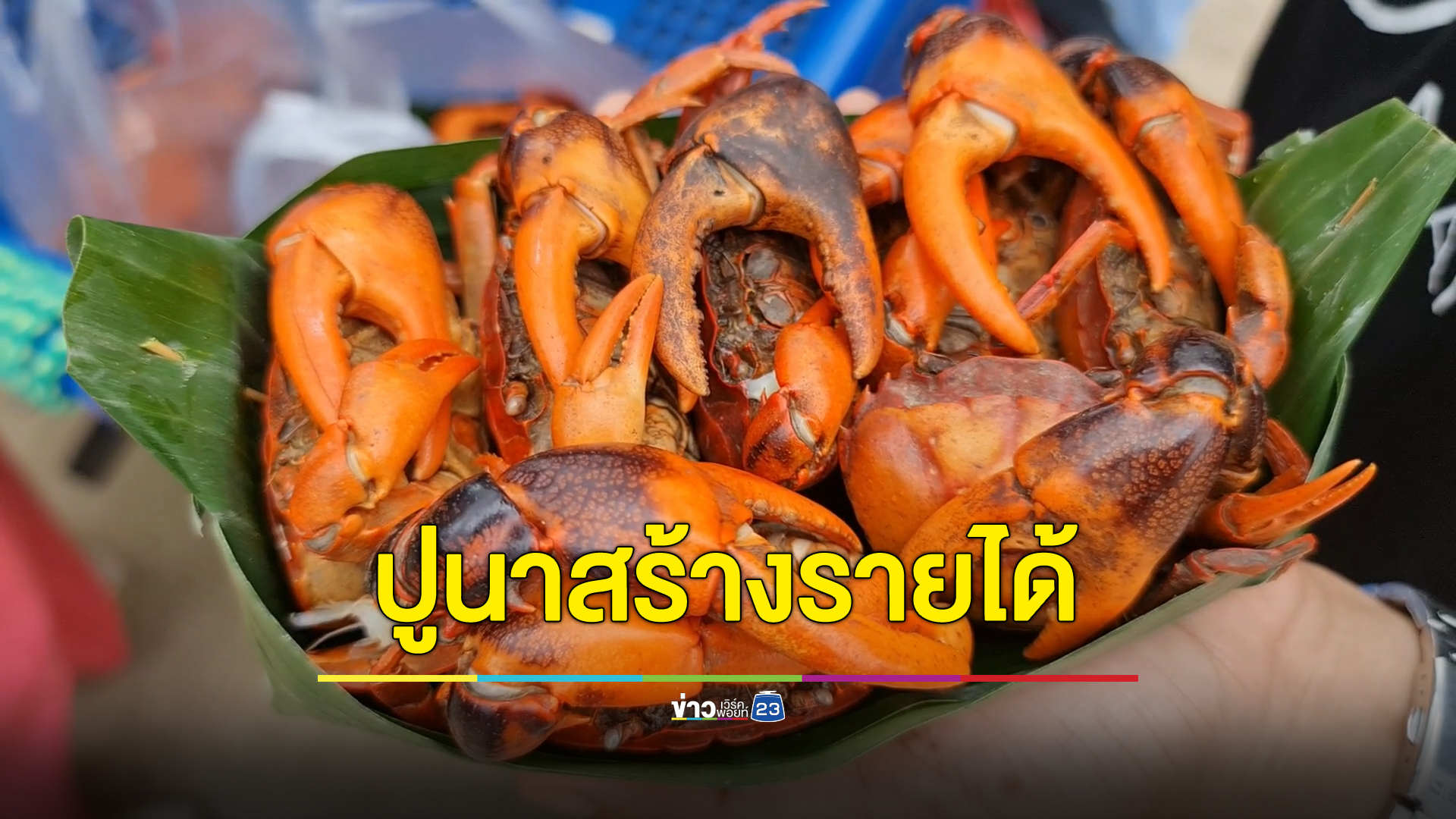 พลิกวิกฤตเป็นโอกาส ชาวบ้านสุโขทัยหาจับปูนาวันละเกือบ 10 โล สร้างรายช่วงน้ำท่วม