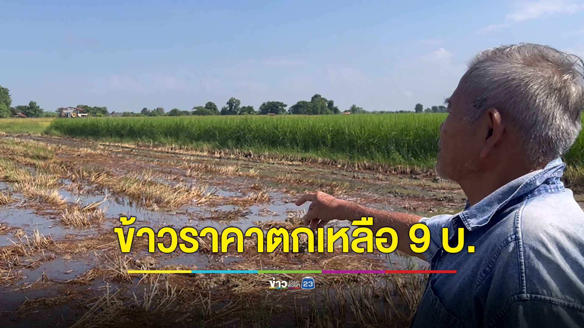 ชาวนาร้องข้าวราคาตกเหลือ 9 บาทกว่า วอนรัฐช่วยเหลือ