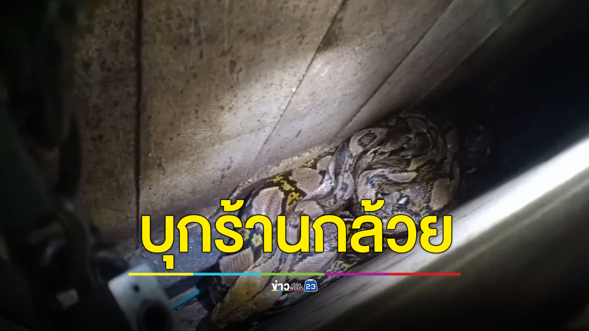 ตกใจ! งูเหลือมเลื้อยเข้าร้านกล้วยแขก