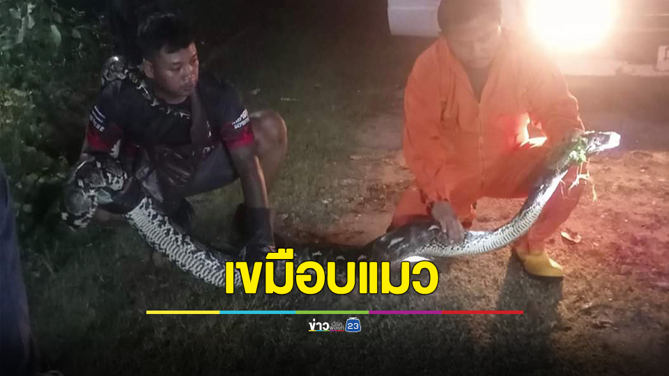 ชาวบ้านงงเลี้ยงแมวหายปริศนานับ 10 ตัว ที่แท้ไอ้เหลือมยักษ์เขมือบเหมียวจนอ้วน