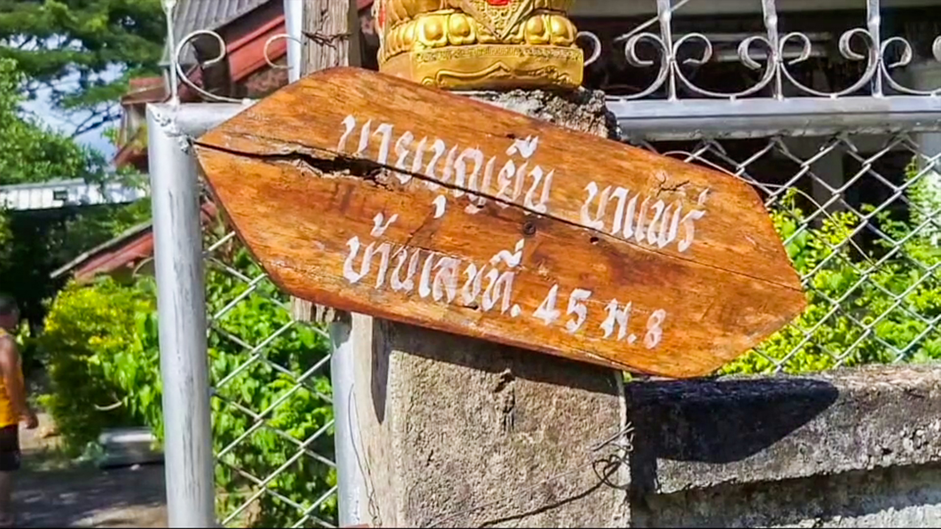 พบต้นมะพร้าวน้ำหอมแทงช่อใบคล้ายพญานาค