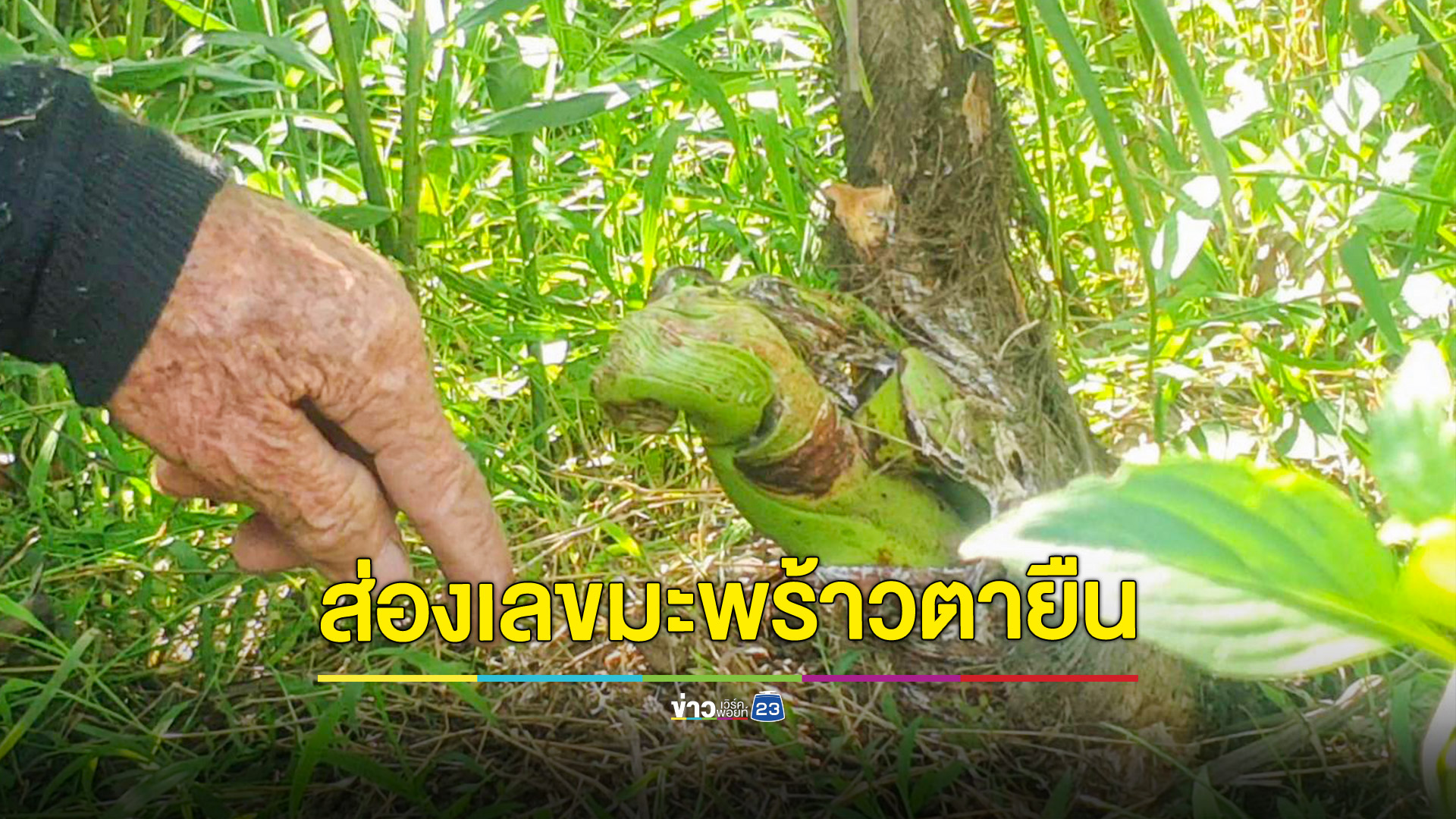 พบต้นมะพร้าวน้ำหอมแทงช่อใบคล้ายพญานาค