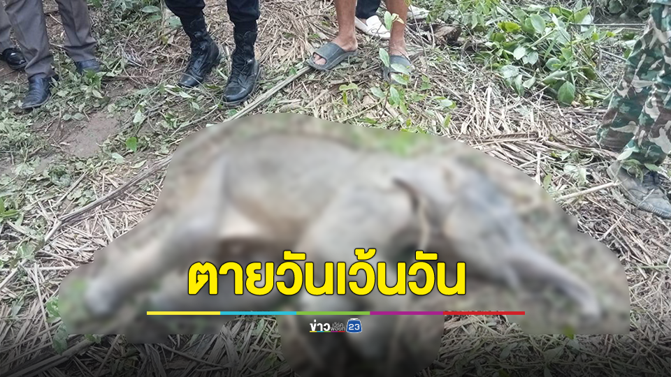 อีกแล้ว พบลูกช้างป่าวัย 2 เดือน ลอยตายอยู่สระน้ำกลางป่าปาล์มบ้านทุ่งวัว อ.สนามชัยเขต