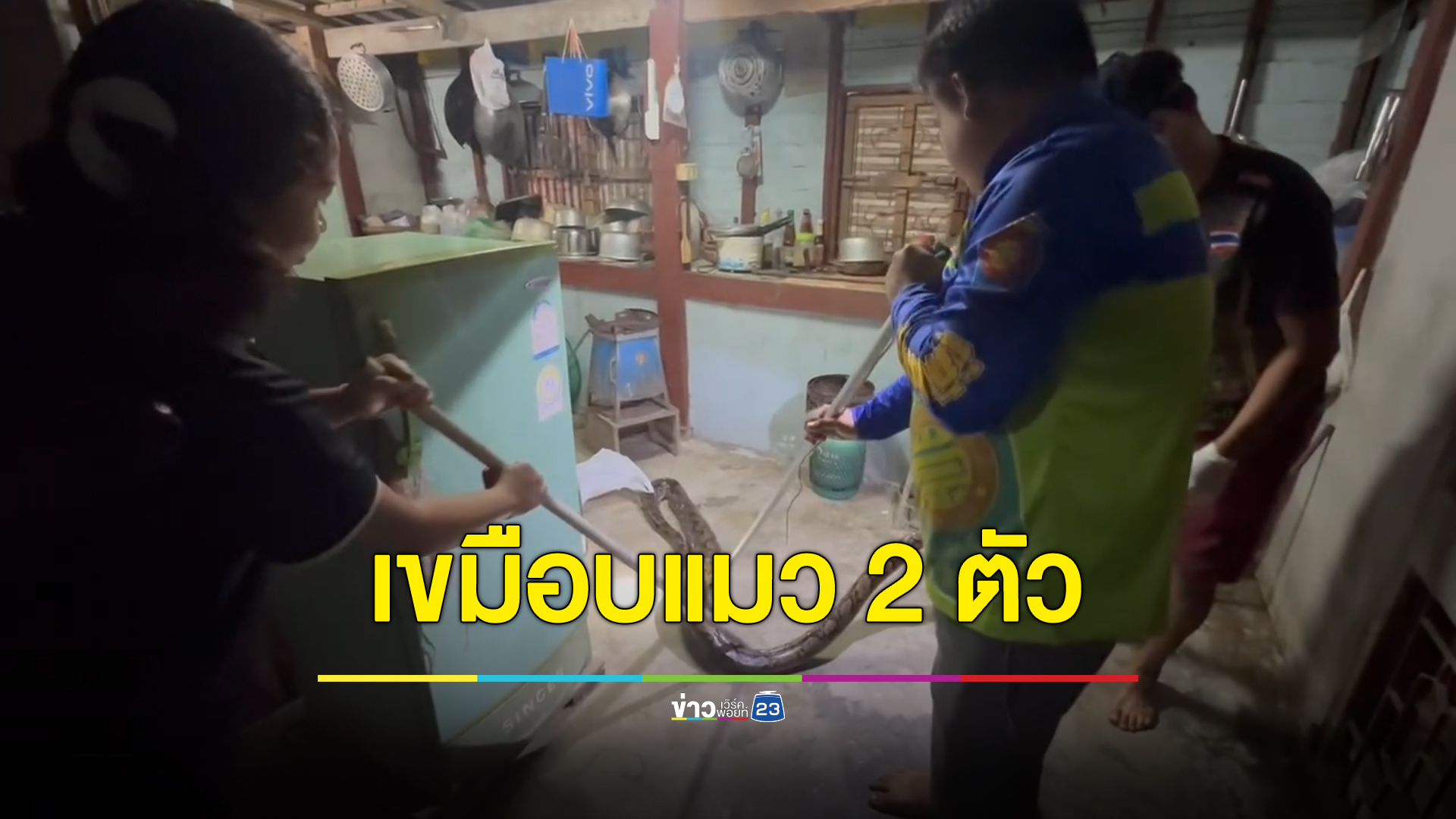"งูเหลือม"ยาว 4 ม. หนัก 13 กก. เลื่อยเขมือบแมวเปอร์เซีย 2 ตัว นอนท้องป่องไปไหนไม่ได้ งานนี้คอหวยแห่ตีเลข