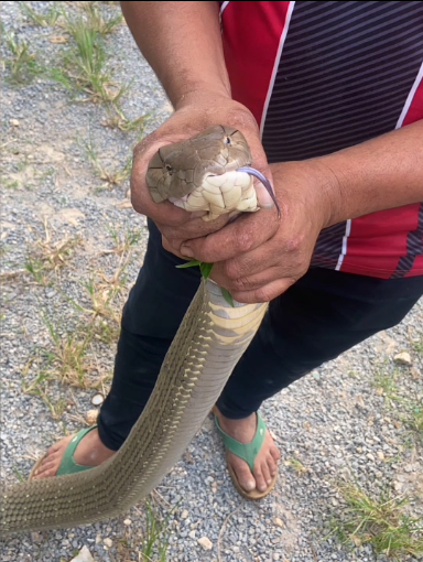 เจองูอย่าตีงู ให้ตีเลขก่อน! เมื่อบองหลา 4.5 ม. โผล่โรงไม้