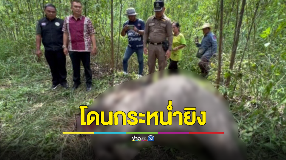 ลูกช้างป่าเพศผู้วัย 5-6 ปี ถูกกระหน่ำยิงนอนตายจมกองเลือดกลางป่ายูคาลิปตัสบ้านโปร่งเจริญ