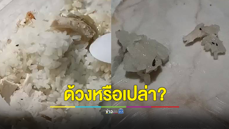 อวสานข้าวมันไก่ ด้วงหรือเปล่า ใครรู้ช่วยบอกที?